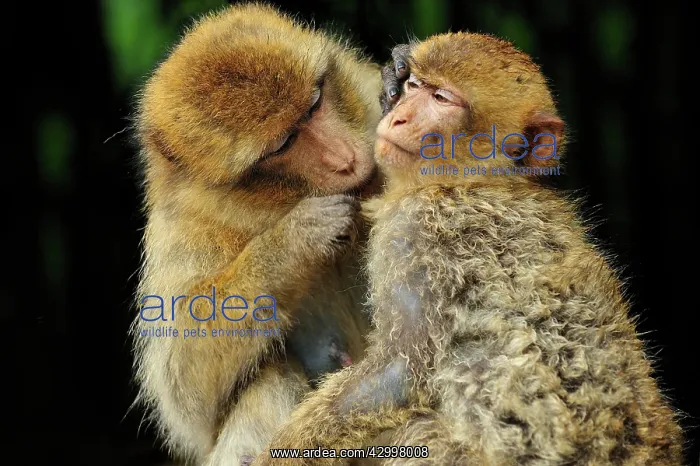 : Barbary Macaque / Common Macaque - grooming : Barbary Macaque / Common Macaque - grooming