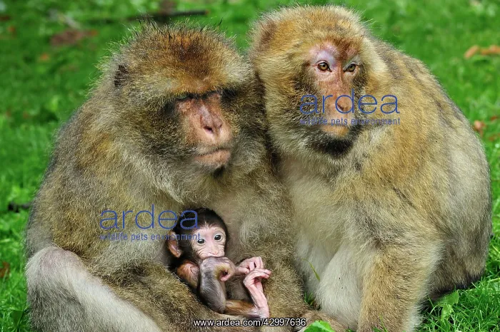 : Barbary Macaque / Common Macaque - huddled together : Barbary Macaque / Common Macaque - huddled together