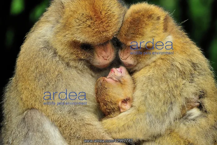 : Barbary Macaque / Common Macaque - huddled together : Barbary Macaque / Common Macaque - huddled together