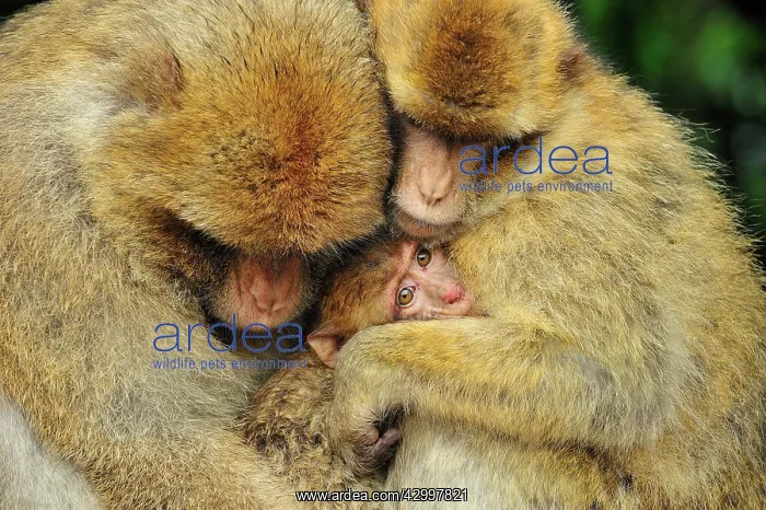 : Barbary Macaque / Common Macaque - huddled together : Barbary Macaque / Common Macaque - huddled together