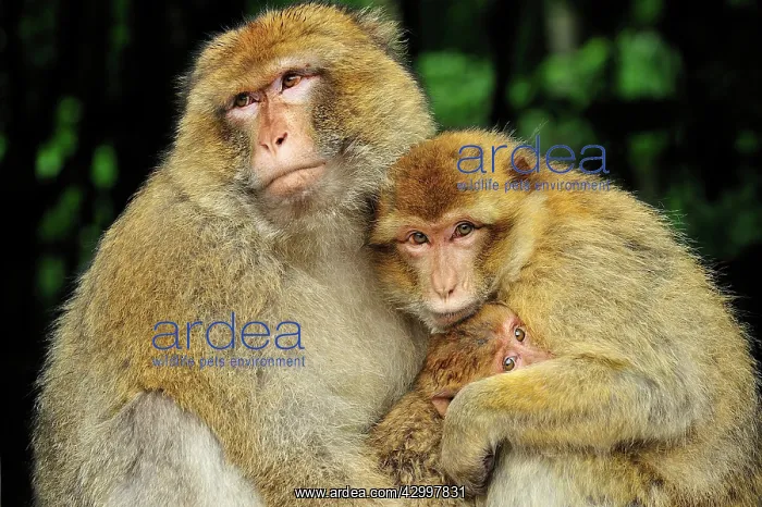 : Barbary Macaque / Common Macaque - huddled together : Barbary Macaque / Common Macaque - huddled together