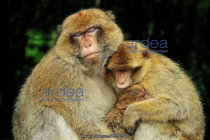 : Barbary Macaque / Common Macaque - huddled together : Barbary Macaque / Common Macaque - huddled together