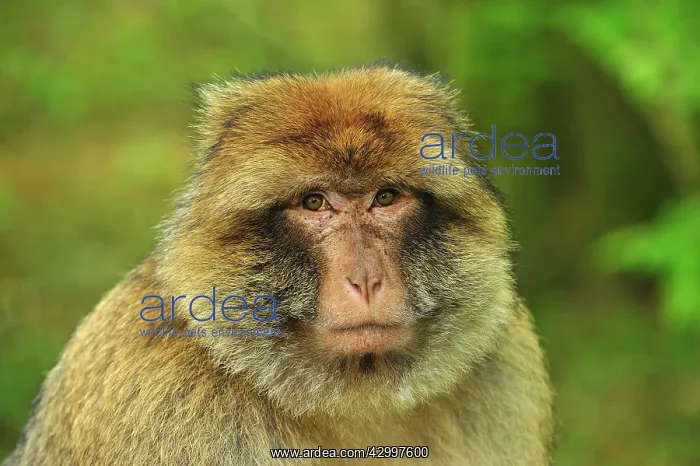 : Barbary Macaque / Common Macaque - portrait : Barbary Macaque / Common Macaque - portrait