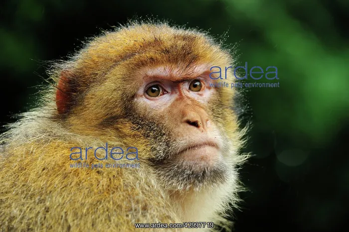 : Barbary Macaque / Common Macaque - portrait : Barbary Macaque / Common Macaque - portrait