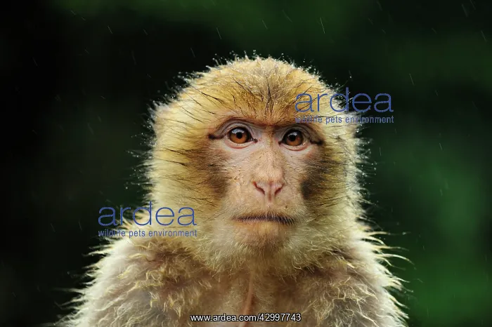: Barbary Macaque / Common Macaque - portrait : Barbary Macaque / Common Macaque - portrait