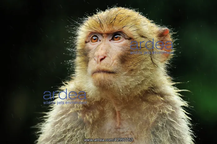 : Barbary Macaque / Common Macaque - portrait : Barbary Macaque / Common Macaque - portrait