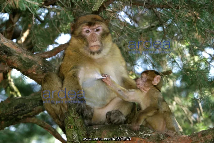 : Barbary Macaque - Female and baby pulling on teet : Barbary Macaque - Female and baby pulling on teet
