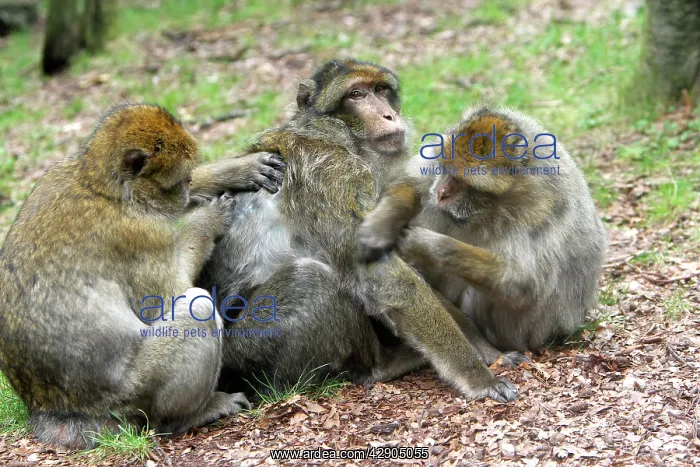 : Barbary Macaque - three grooming : Barbary Macaque - three grooming