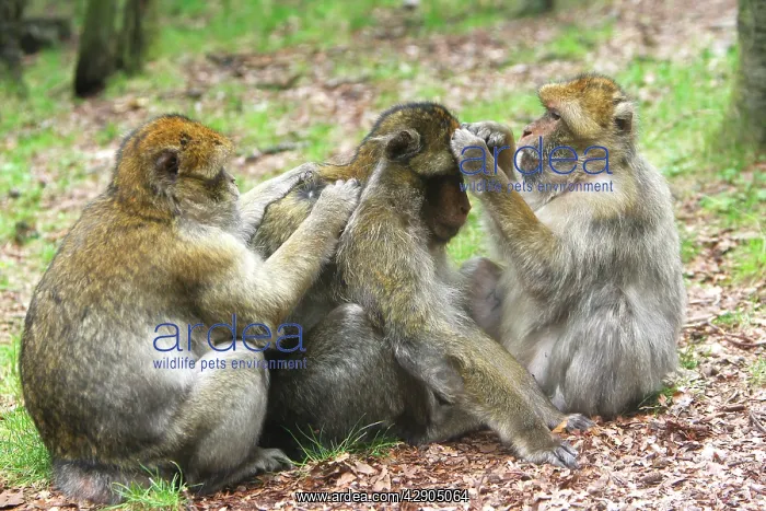 : Barbary Macaque - three grooming : Barbary Macaque - three grooming