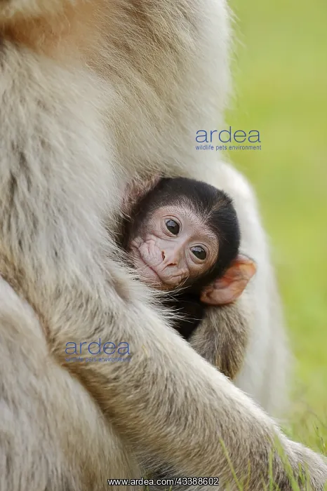 : Barbary macaque (Macaca sylvanus), juvenile, captive : Barbary macaque (Macaca sylvanus), juvenile, captive