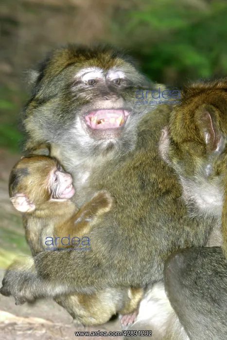 : Barbary Macaque - Male and baby. Intimidation : Barbary Macaque - Male and baby. Intimidation