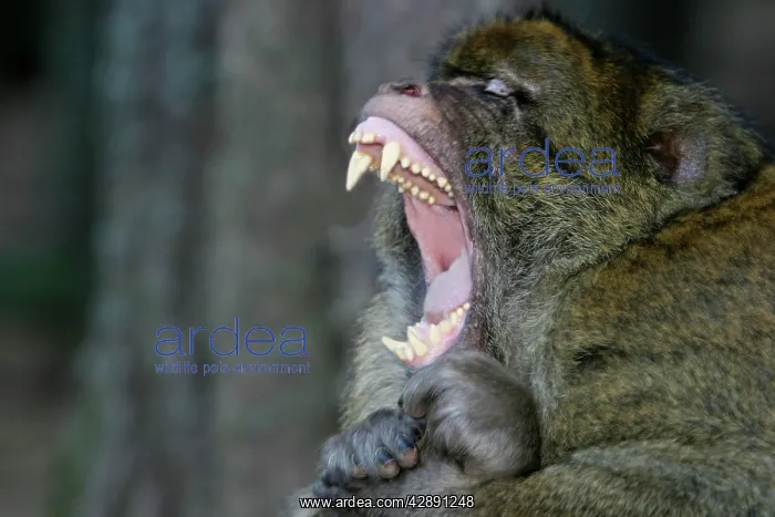 : Barbary Macaque - Male - intimidation : Barbary Macaque - Male - intimidation