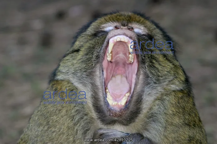 : Barbary Macaque - Male - yawning, intimidation : Barbary Macaque - Male - yawning, intimidation