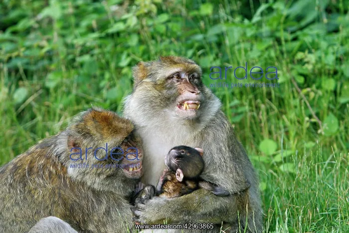 : Barbary Macaque - Two males and a baby : Barbary Macaque - Two males and a baby