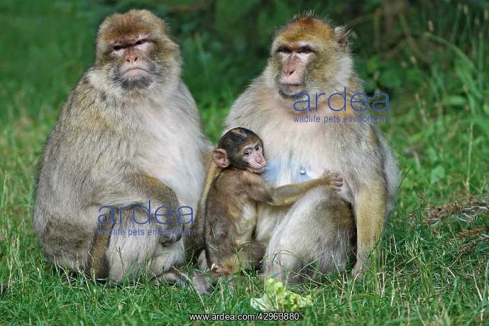 : Barbary Macaque - Two males and a baby : Barbary Macaque - Two males and a baby
