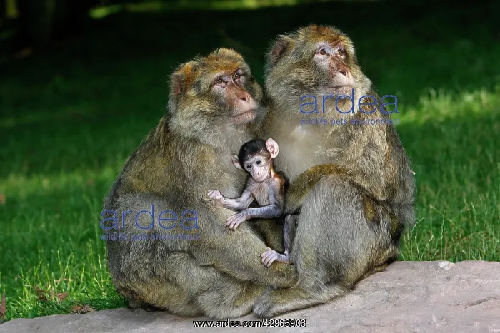 : Barbary Macaque - Two males and a baby : Barbary Macaque - Two males and a baby