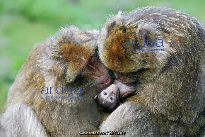  : Barbary Macaque - Two males and a baby