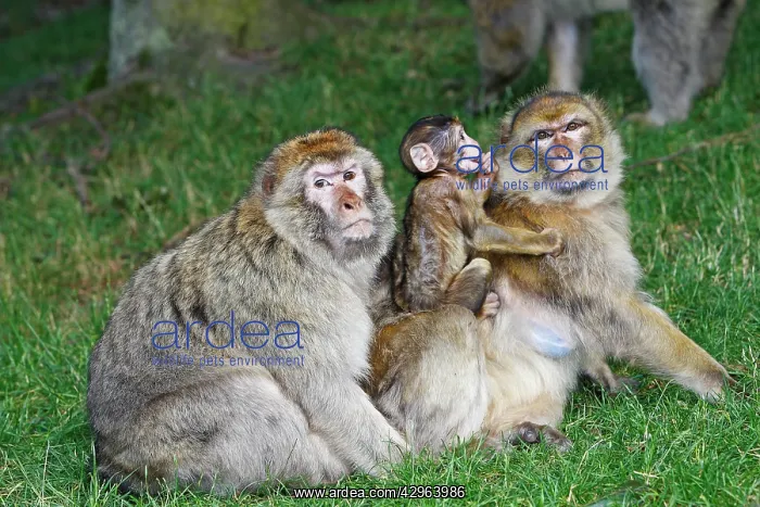 : Barbary Macaque - Two males and a baby : Barbary Macaque - Two males and a baby