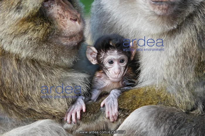 : Barbary Macaque - Two males and a baby : Barbary Macaque - Two males and a baby