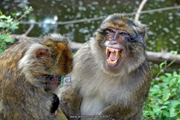 : Barbary Macaque - Two males and a baby : Barbary Macaque - Two males and a baby