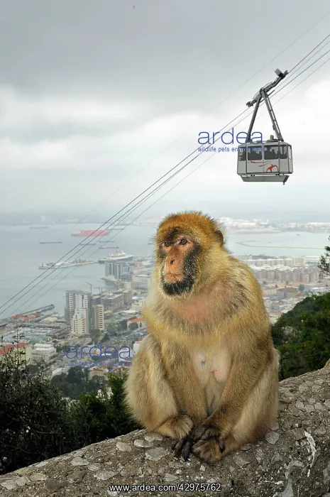 : Barbary Macaque monkey : Barbary Macaque monkey