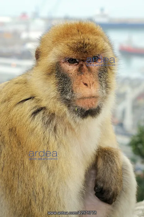 : Barbary Macaque Monkey : Barbary Macaque Monkey