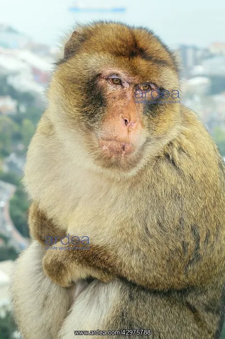 : Barbary Macaque Monkey : Barbary Macaque Monkey