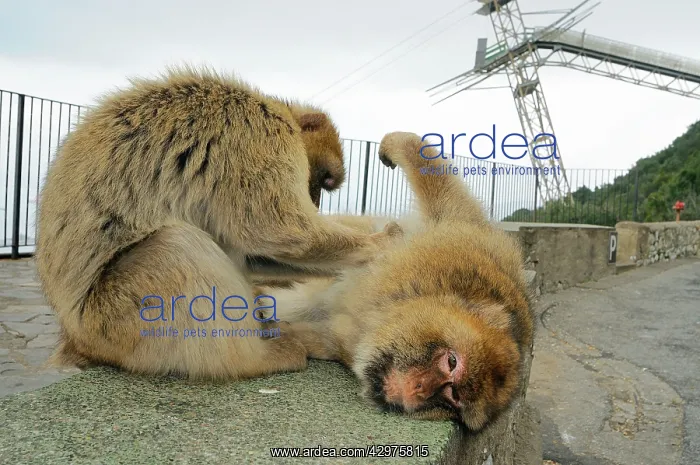 : Barbary Macaque Monkey - in habitat, urban environment : Barbary Macaque Monkey - in habitat, urban environment