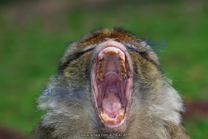 : Barbary Macaque - mouth open - posture of intimidation : Barbary Macaque - mouth open - posture of intimidation