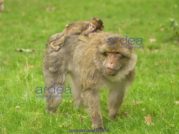  : Barbary Macaque with young on back