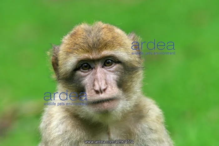 : Barbary Macaque - young : Barbary Macaque - young