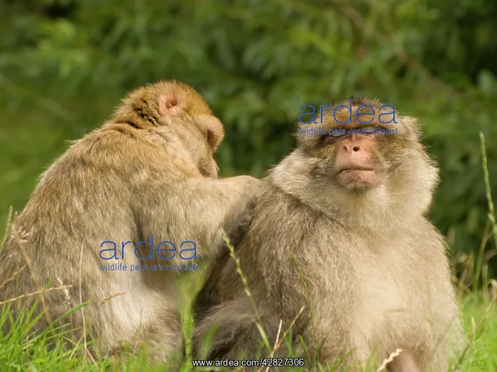 : Barbary Macaques grooming : Barbary Macaques grooming