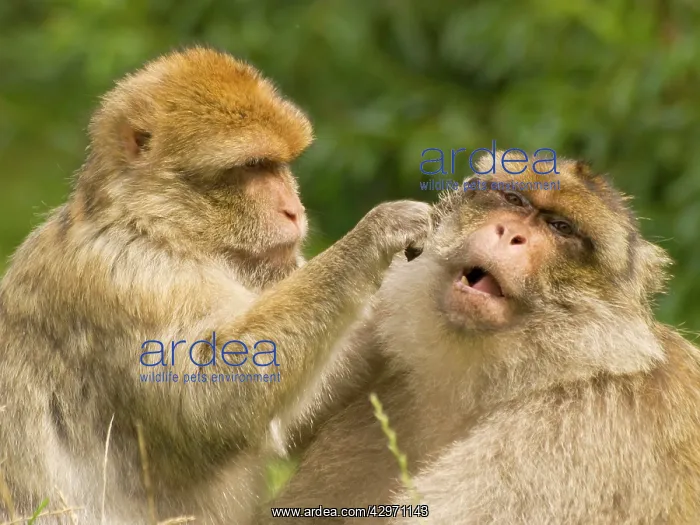: Barbary Macaques - grooming : Barbary Macaques - grooming