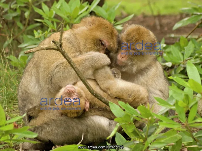 : Barbary Macaques grooming young : Barbary Macaques grooming young
