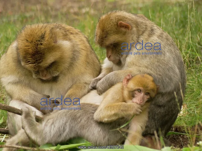 : Barbary Macaques grooming young : Barbary Macaques grooming young
