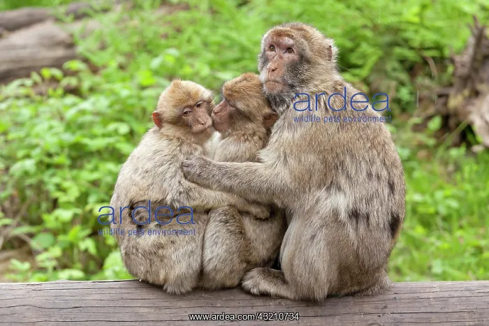 : Barbary macaques (Macaca sylvanus) sitting on tree : Barbary macaques (Macaca sylvanus) sitting on tree