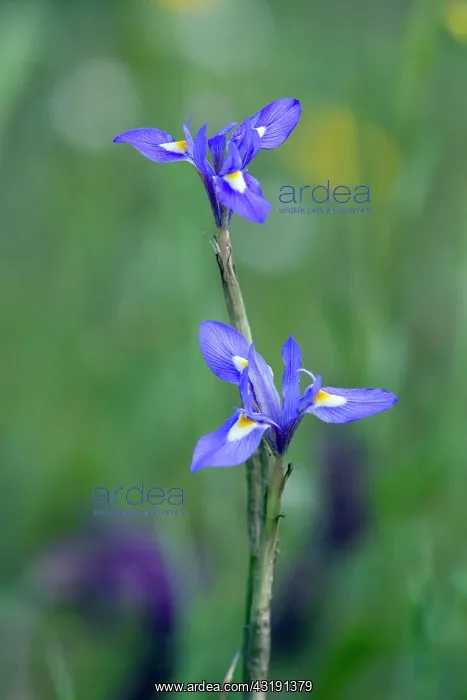 : Barbary Nut : Barbary Nut
