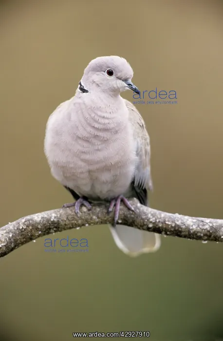 : Barbary / Ringed Turle DOVE : Barbary / Ringed Turle DOVE