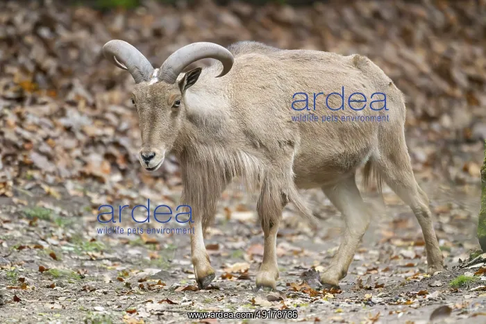 : Barbary sheep (Ammotragus lervia) ram walking on the ground : Barbary sheep (Ammotragus lervia) ram walking on the ground
