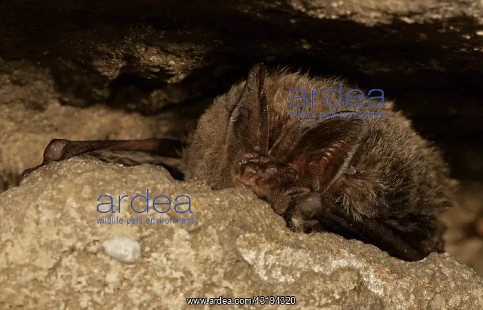 : Barbastelle (Barbastella barbastellus) overwintering : Barbastelle (Barbastella barbastellus) overwintering