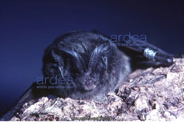 : BARBASTELLE BAT : BARBASTELLE BAT
