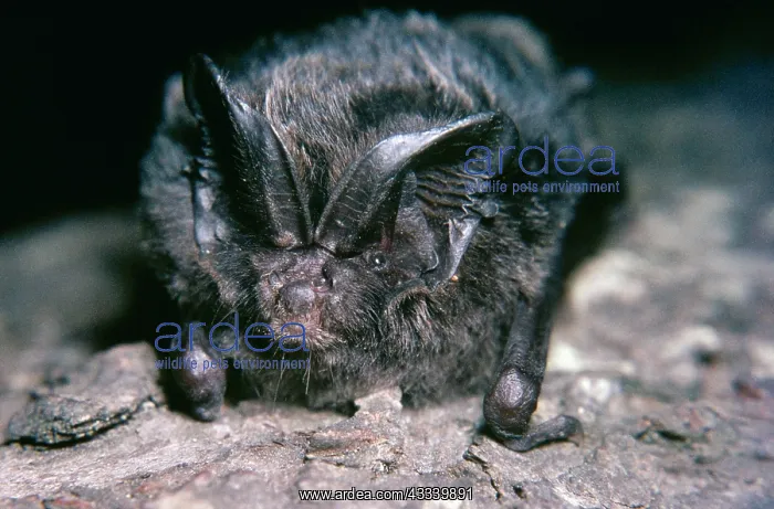 : BARBASTELLE BAT - close-up : BARBASTELLE BAT - close-up