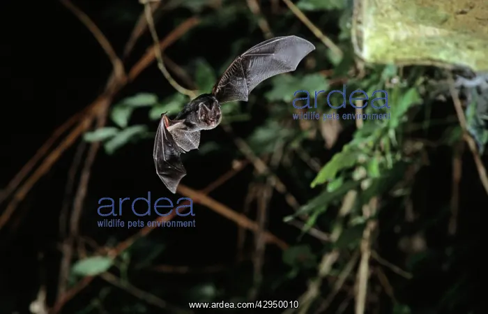 : Barbastelle bat In flight in a cave ( old iron mine) : Barbastelle bat In flight in a cave ( old iron mine)