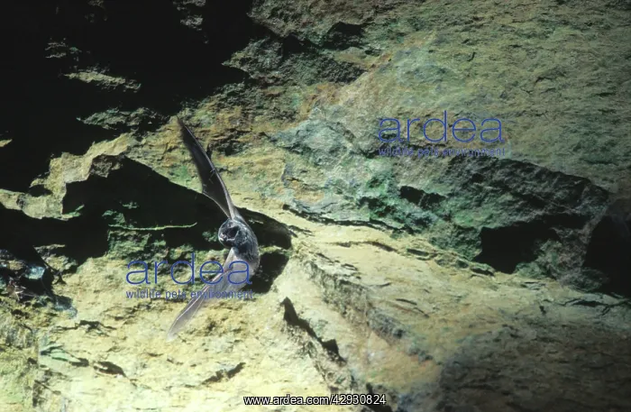 : Barbastelle Bat - flying out of cave (old iron mine) : Barbastelle Bat - flying out of cave (old iron mine)