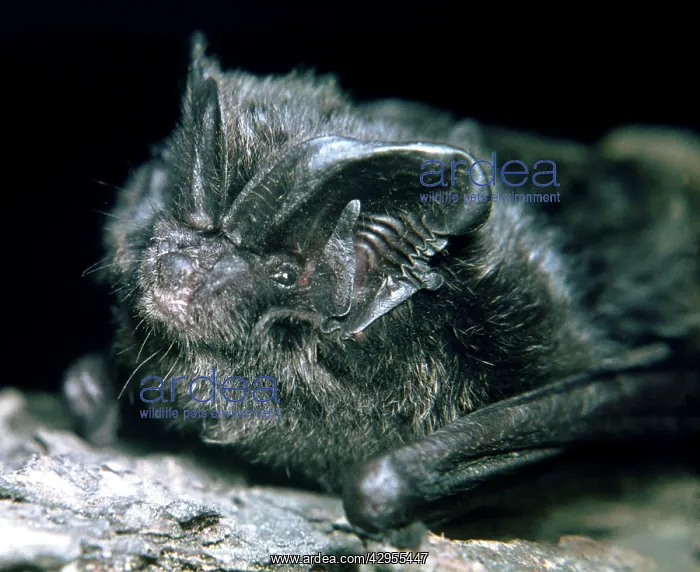 : Barbastelle Bat - a rare species in Britain and Europe : Barbastelle Bat - a rare species in Britain and Europe