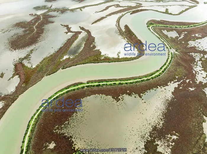 : The Barbate river and surrounding marshland at low tide : The Barbate river and surrounding marshland at low tide