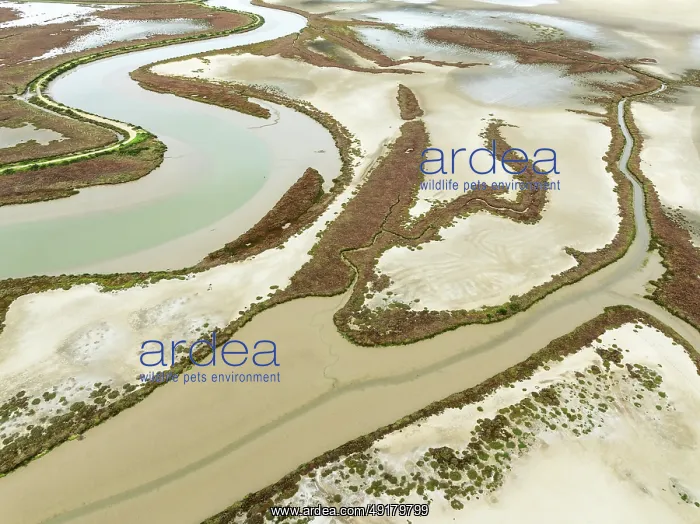 : The Barbate river and surrounding marshland at low tide : The Barbate river and surrounding marshland at low tide