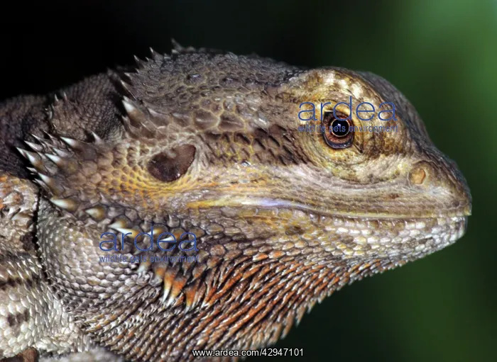: Barbed Agama : Barbed Agama