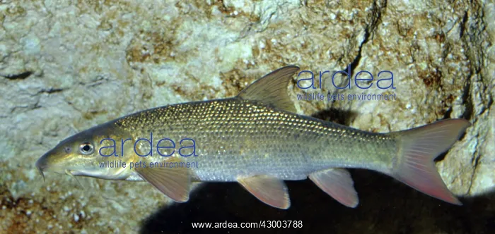  : Barbel European freshwaters
