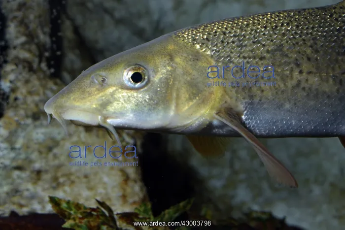  : Barbel European freshwaters